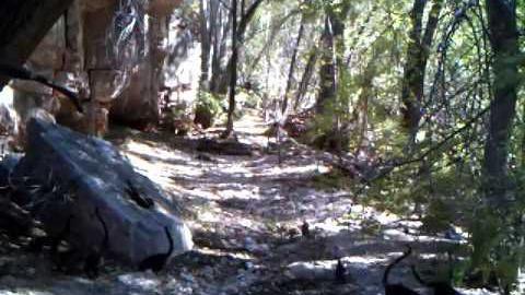 Coatis on the March